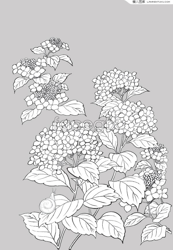 600x868 vector flowers hydrangea and plant snail drawing over millions - Hydrangea Flower Drawing