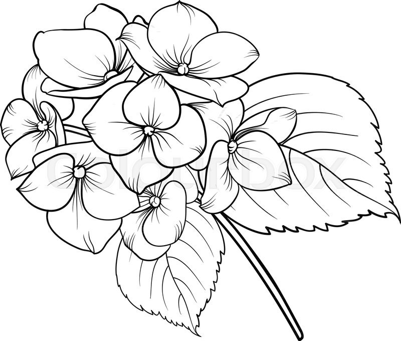 Hydrangea Flower Drawing at PaintingValley.com | Explore collection of