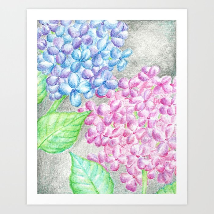 700x700 flower drawing, watercolor painting, hydrangea art print - Hydrangea Flower Drawing