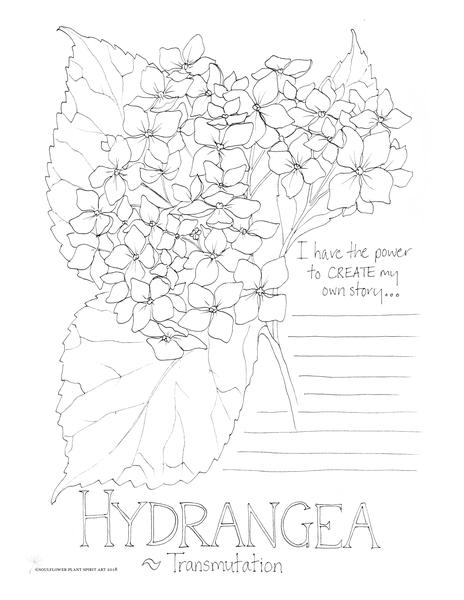 464x600 Hydrangea - Hydrangea Line Drawing
