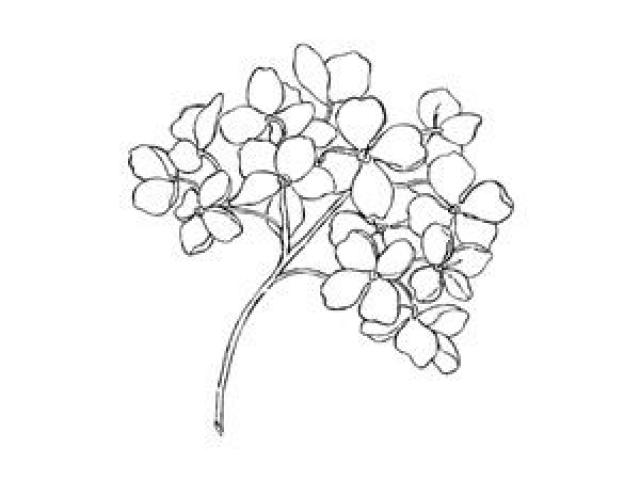 640x480 Hydrangea Clipart Blue Drawing - Hydrangea Line Drawing