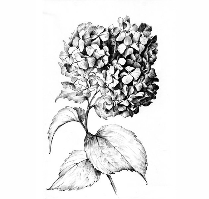 Hydrangea Line Drawing at PaintingValley.com | Explore collection of