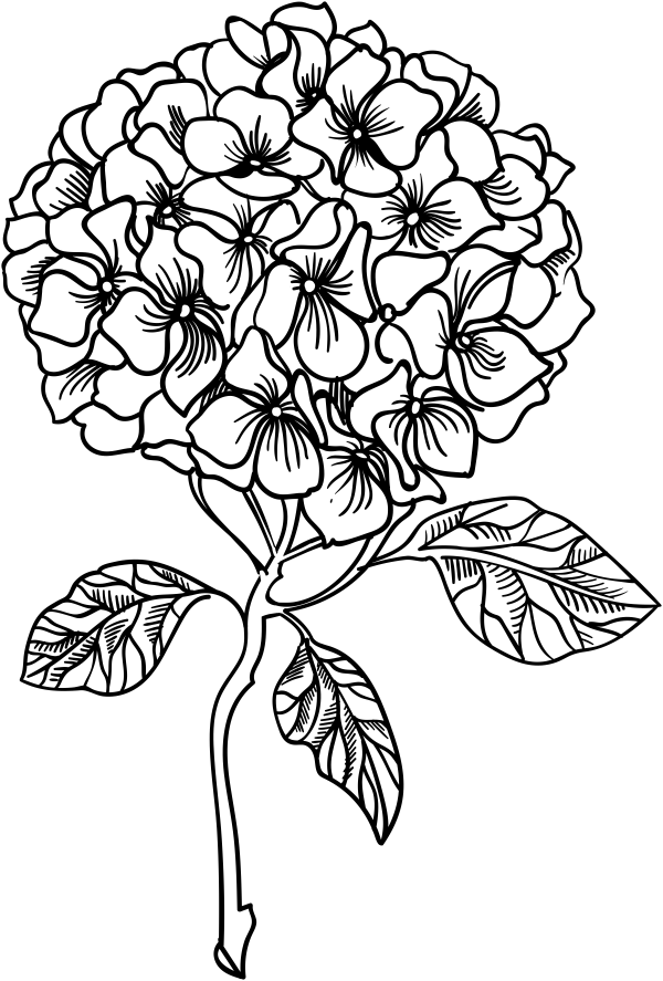 Hydrangea Line Drawing at Explore collection of
