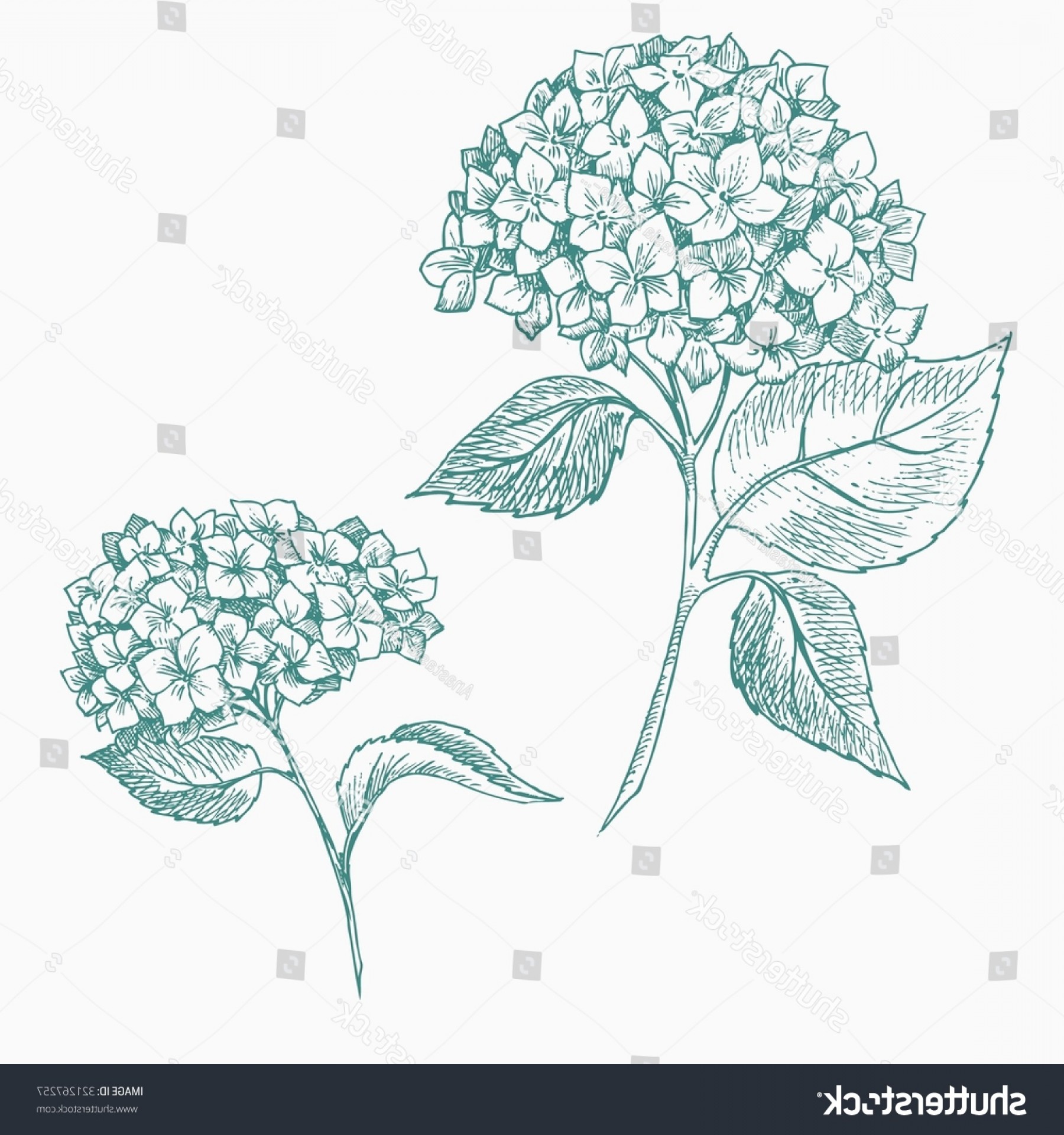 Hydrangea arborescens рисунок карандашом