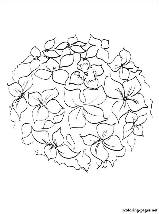 560x750 Hydrangea Coloring And Printable - Hydrangea Line Drawing