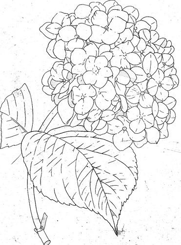 371x500 Hydrangea Line Coloring Pages Drawings, Silk Painting, Hydrangea - Hydrangea Line Drawing