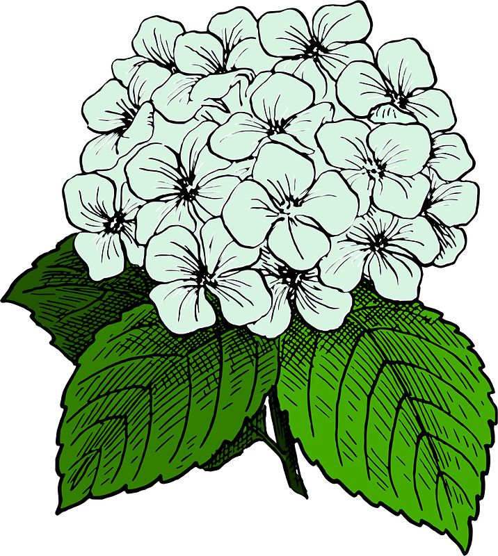 716x800 Hydrangea Line Art Plant' Sticker - Hydrangea Line Drawing