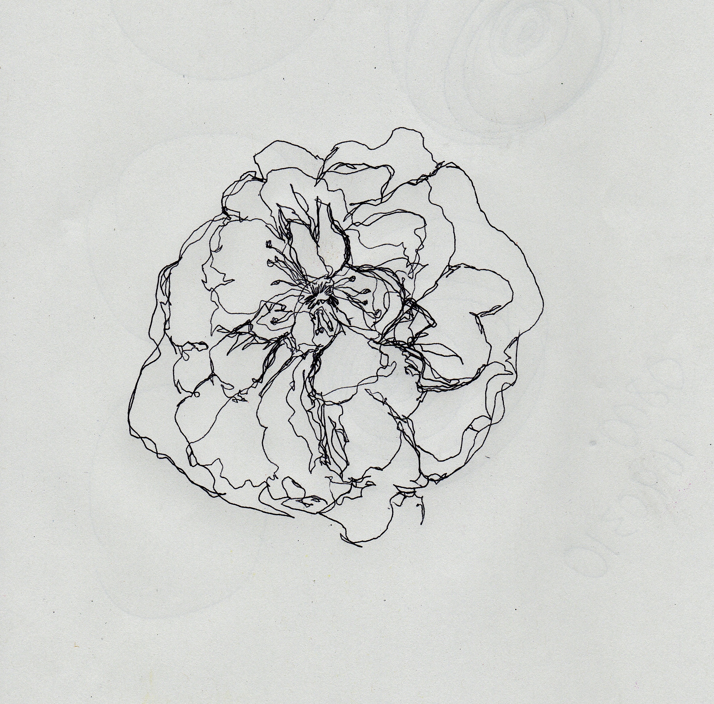 2338x2304 Hydrangea Vmhtdesign - Hydrangea Line Drawing