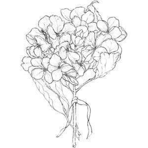 Hydrangea Line Drawing at PaintingValley.com | Explore collection of