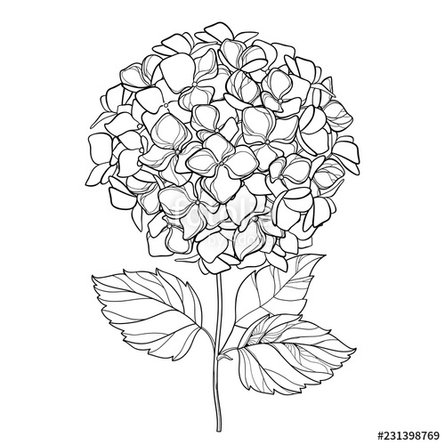 500x500 Vector Drawing Of Outline Hydrangea Or Hortensia Flower Bunch - Hydrangea Line Drawing