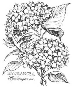 247x300 Hydrangea Line Drawing - Hydrangea Line Drawing