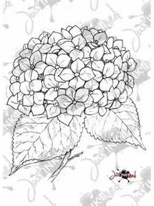 225x300 Hydrangea Line Drawing - Hydrangea Line Drawing