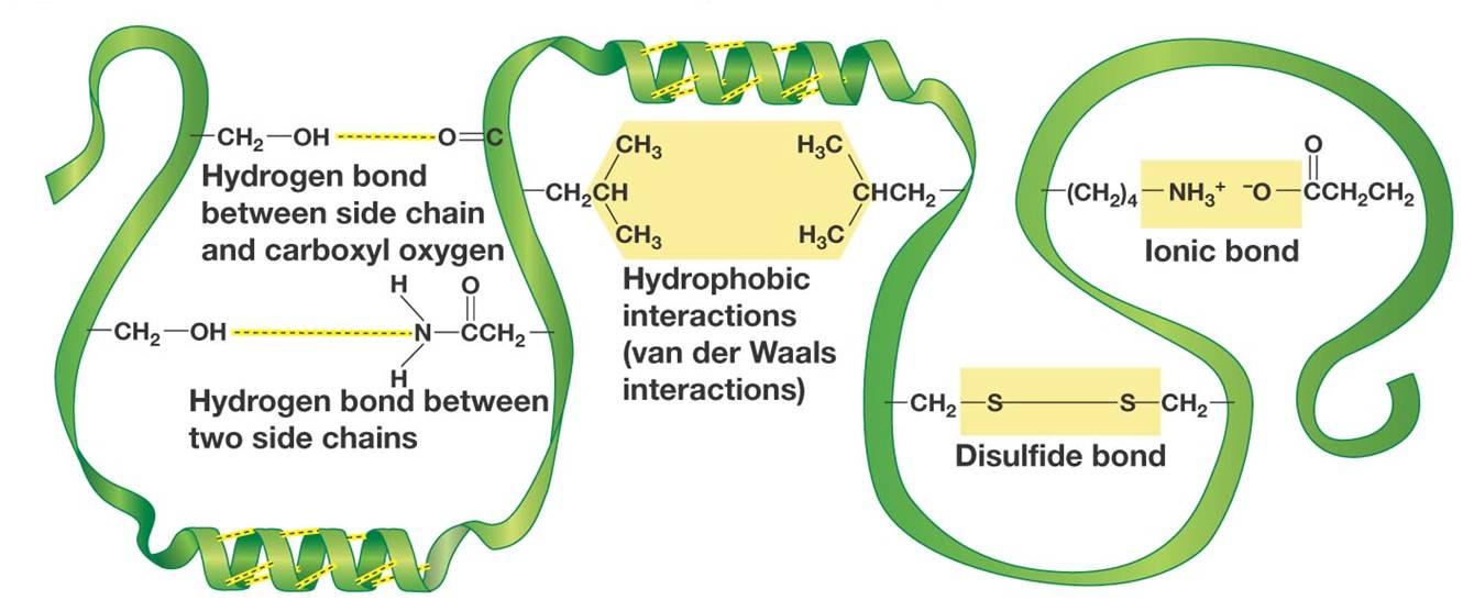1330x546 hello can someone help me with drawing hydrogen bonds among - Hydrogen Drawing