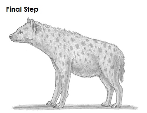 500x386 How To Draw A Hyena - Hyena Drawing