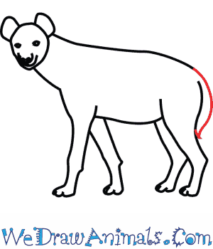 300x350 How To Draw A Spotted Hyena - Hyena Drawing