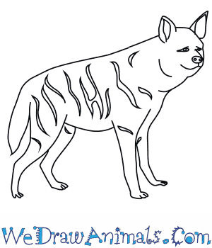 300x350 How To Draw A Striped Hyena - Hyena Drawing