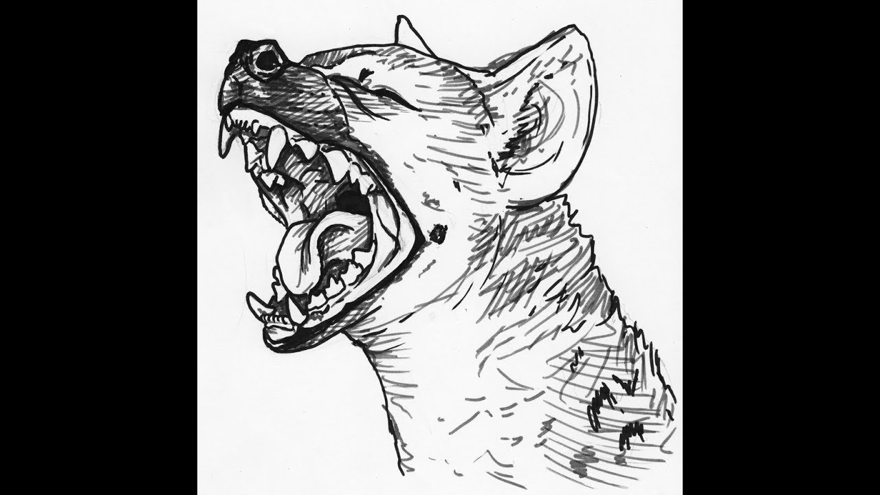 1280x720 How To Draw Spotted Hyena Face Head Drawing Step - Hyena Drawing