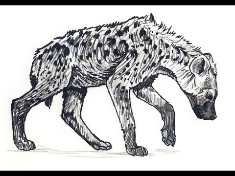 480x360 How To Draw Spotted Hyena Full Body Pencil Drawing Step - Hyena Drawing
