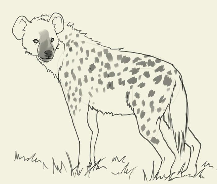 700x593 How To Draw Hyena - Hyena Drawing