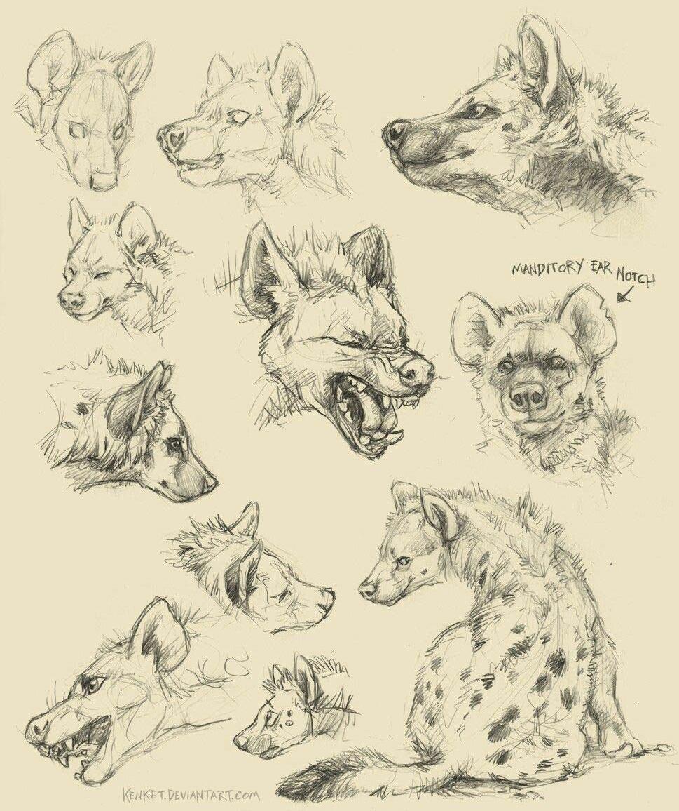 969x1156 Hyena Drawing Reference And Sketches For Artists - Hyena Drawing