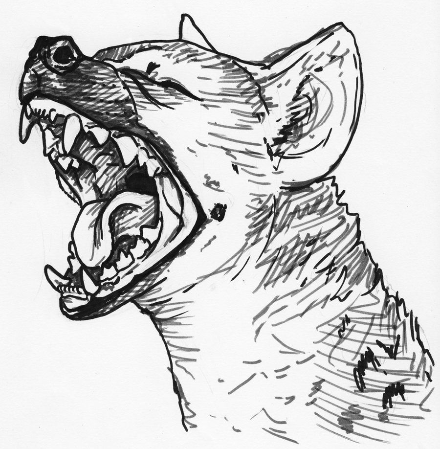 900x918 Hyena Drawing Free Download - Hyena Drawing