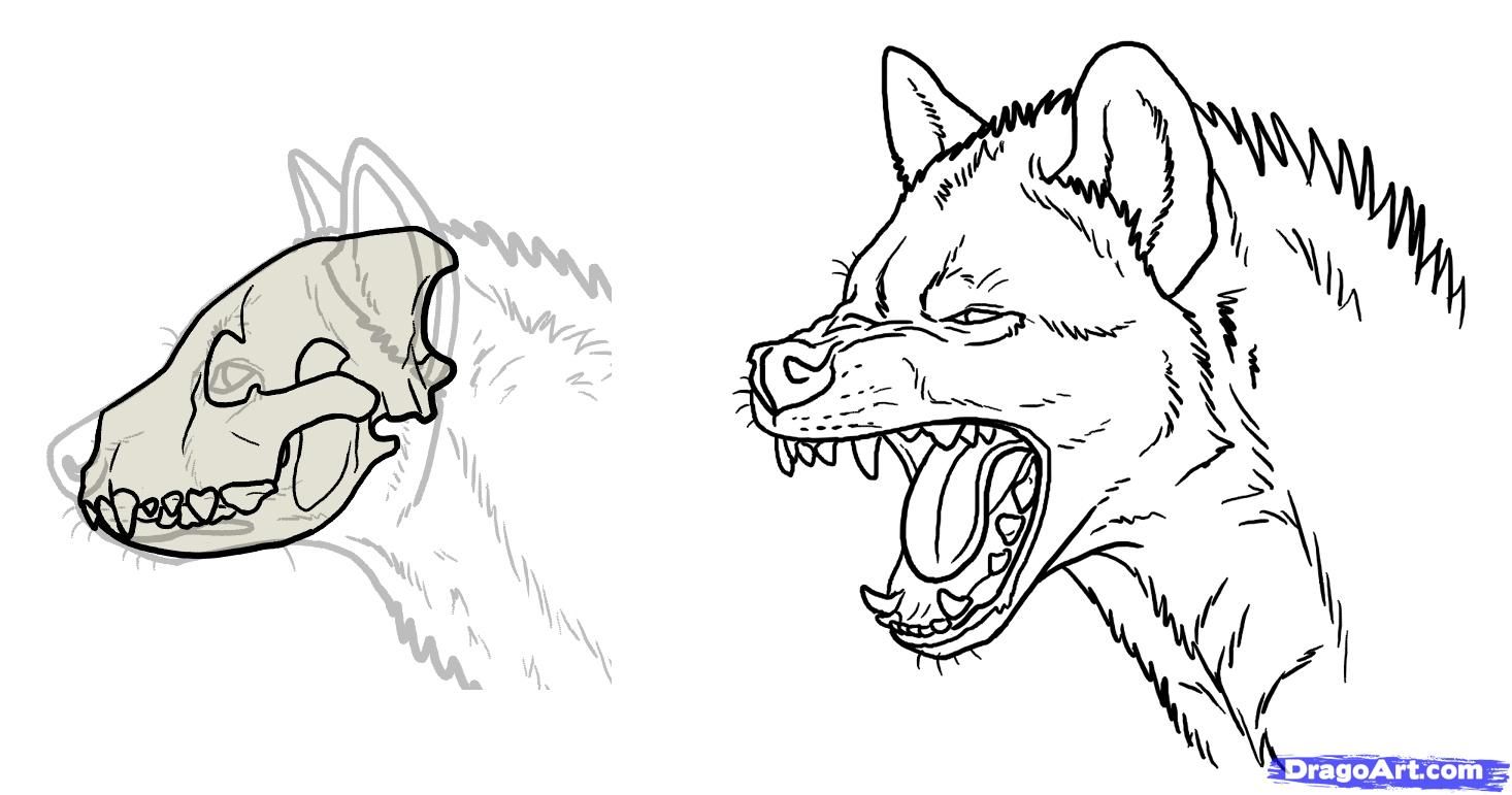 1466x771 Hyenas Animals And Plants Hyena, Hyena Tattoo, Animal Drawings - Hyena Drawing