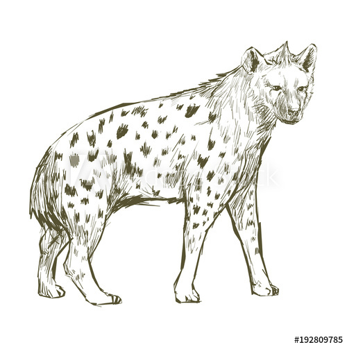 500x500 Illustration Of Hyena Drawing Style - Hyena Drawing