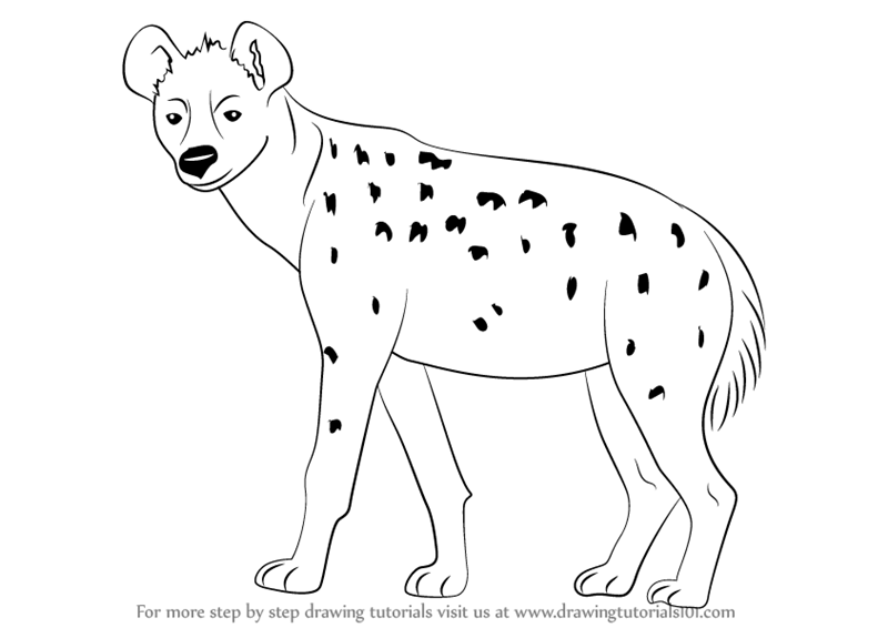 800x566 Learn How To Draw A Spotted Hyena - Hyena Drawing