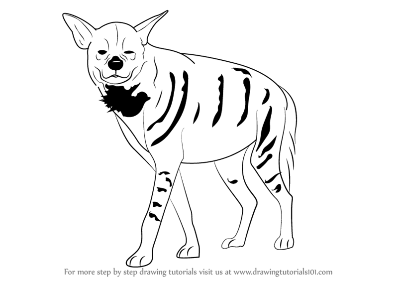 800x566 Learn How To Draw A Striped Hyena - Hyena Drawing