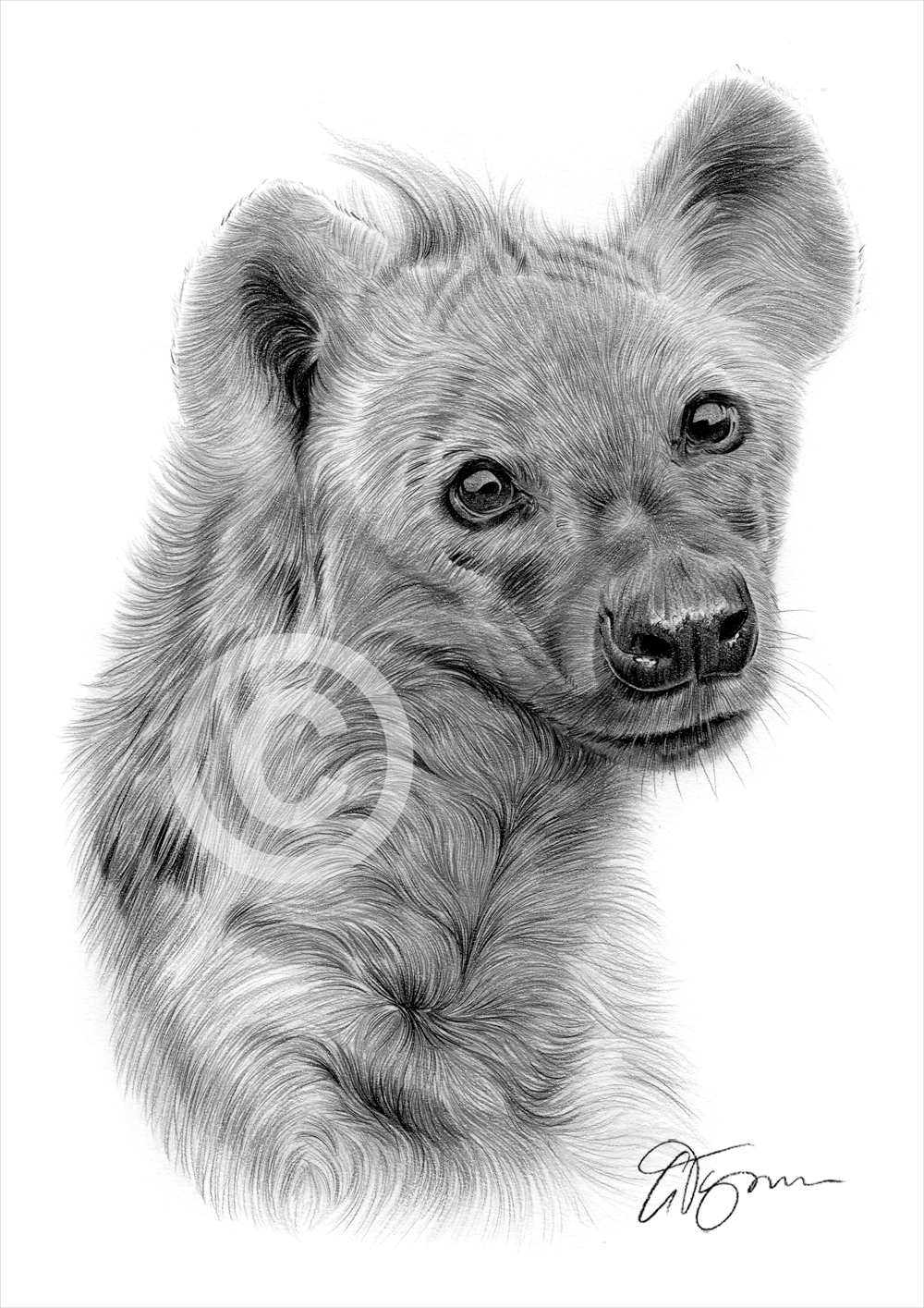 1000x1415 Pencil Drawing Of A Spotted Hyena - Hyena Drawing