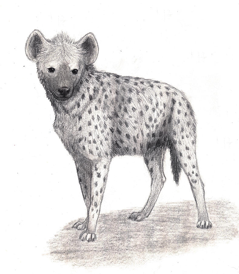 788x900 Spotted Hyena Drawing - Hyena Drawing