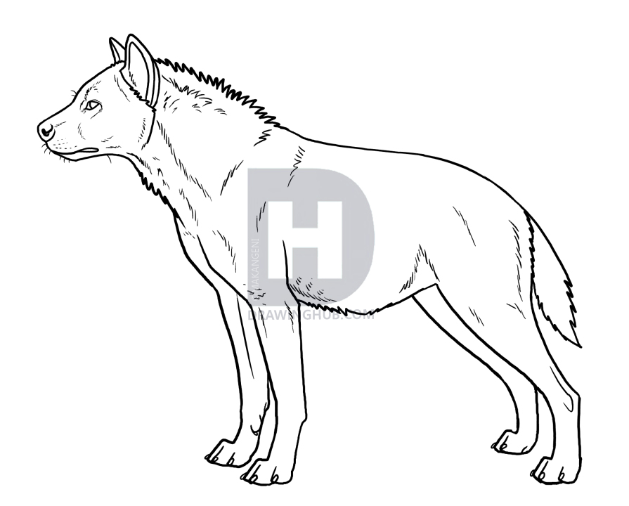 895x720 How To Draw Hyenas, Step - Hyena Drawing