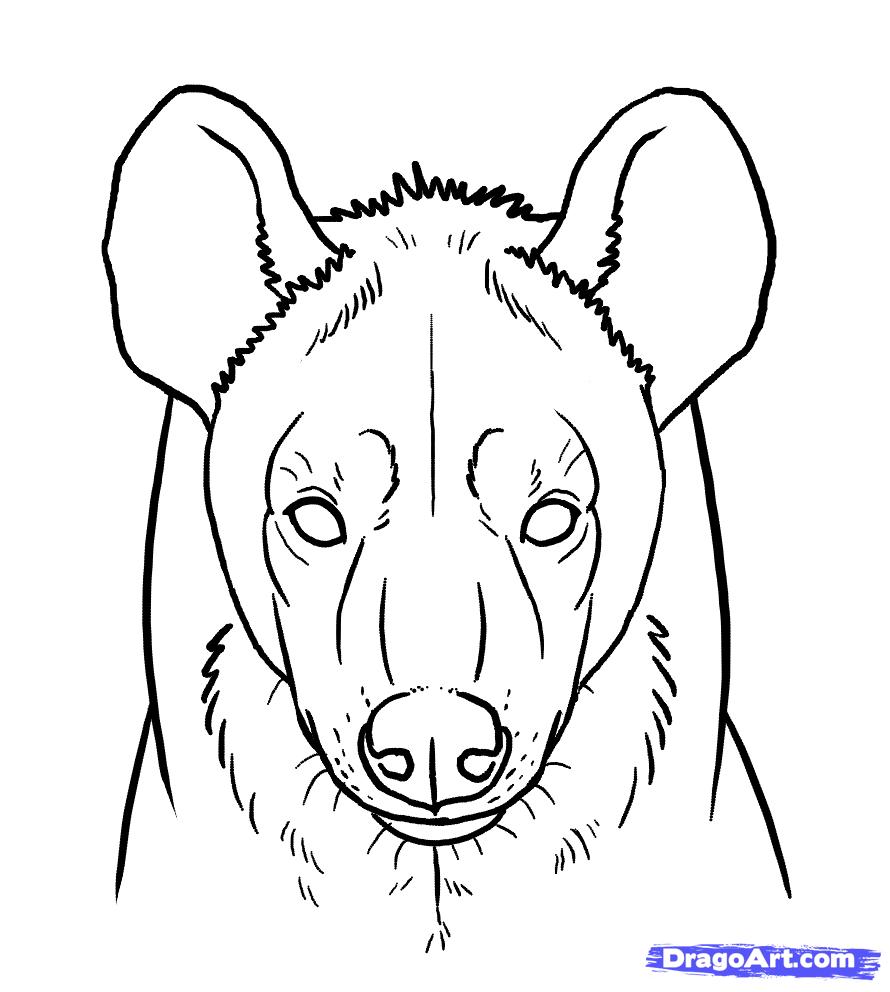 890x992 How To Draw Hyenas, Step - Hyena Drawing