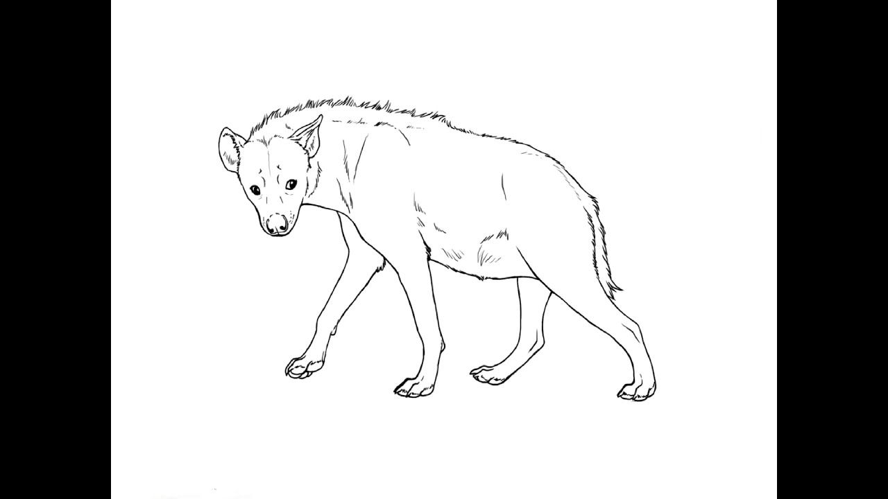 1280x720 How To Draw A Hyena Kak Narisovat Gienu - Hyena Drawing