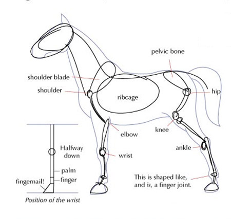 450x428 need more help drawing the perfect horse the equinest - I Need Help Drawing