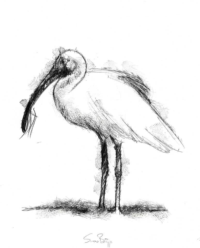 826x1024 ibis seanbriggs - Ibis Drawing
