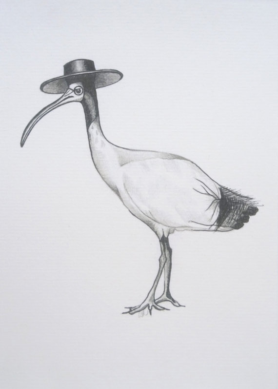 Ibis Drawing at Explore collection of Ibis Drawing