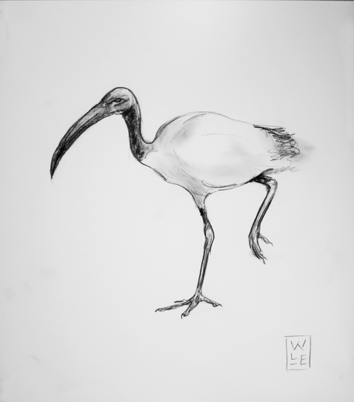 Ibis Drawing at Explore collection of Ibis Drawing