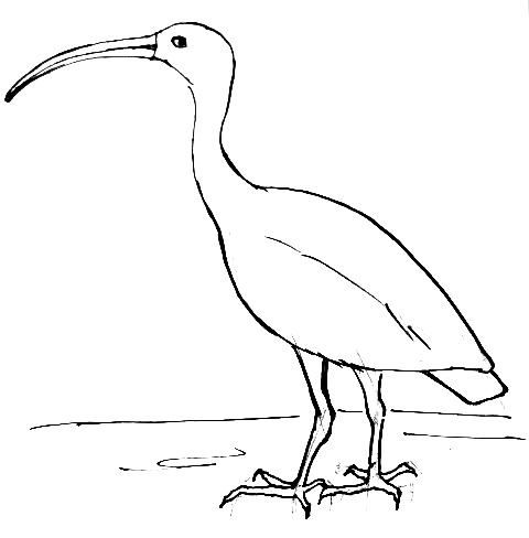 480x488 ibis bird realistic drawing drawing and crafts - Ibis Drawing