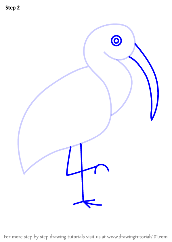 598x844 learn how to draw a ibis bird for kids - Ibis Drawing