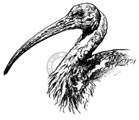 ibis drawing
