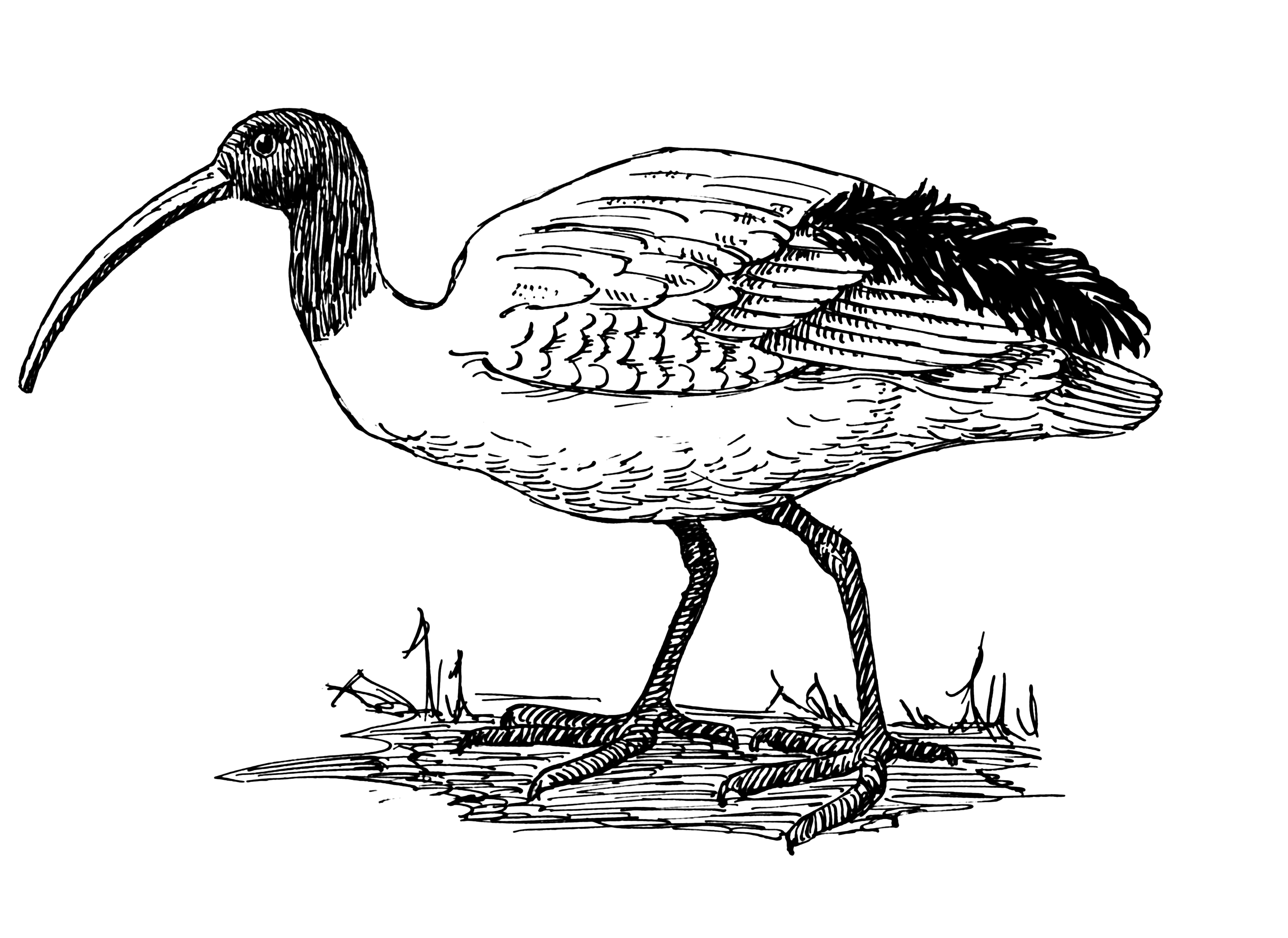 Ibis Drawing at Explore collection of Ibis Drawing