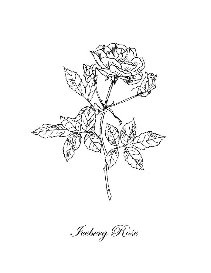 695x900 Iceberg Rose Botanical Drawing - Iceberg Line Drawing