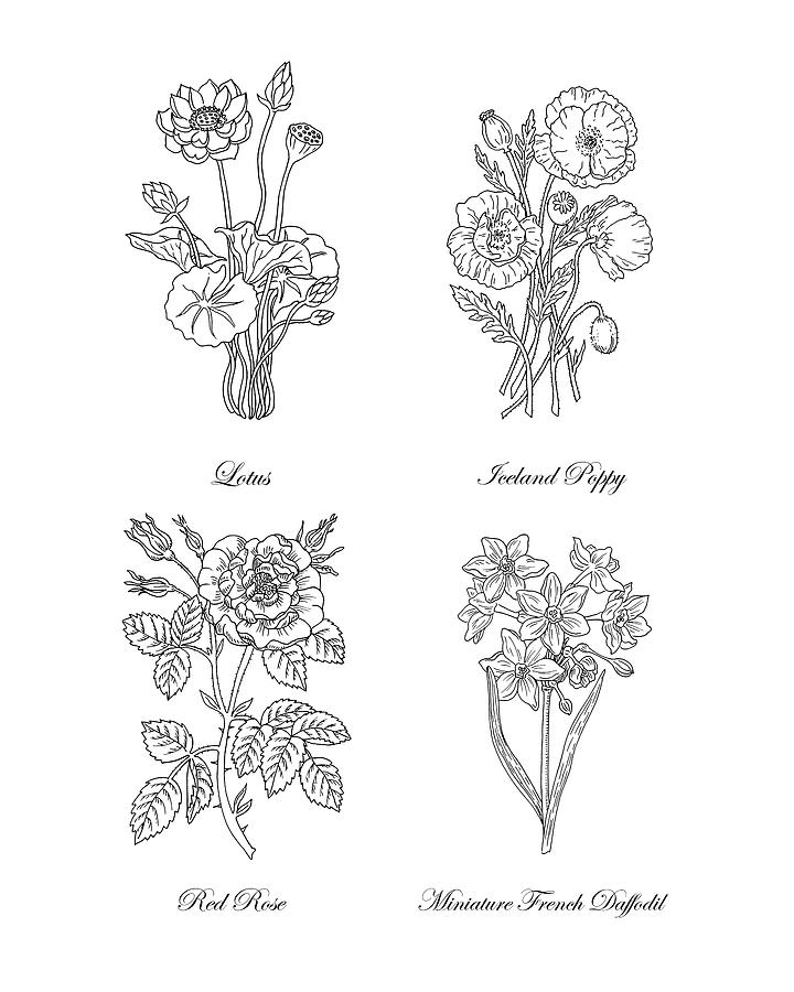 720x900 lotus iceland poppy red rose daffodils drawing painting - Iceland Drawing