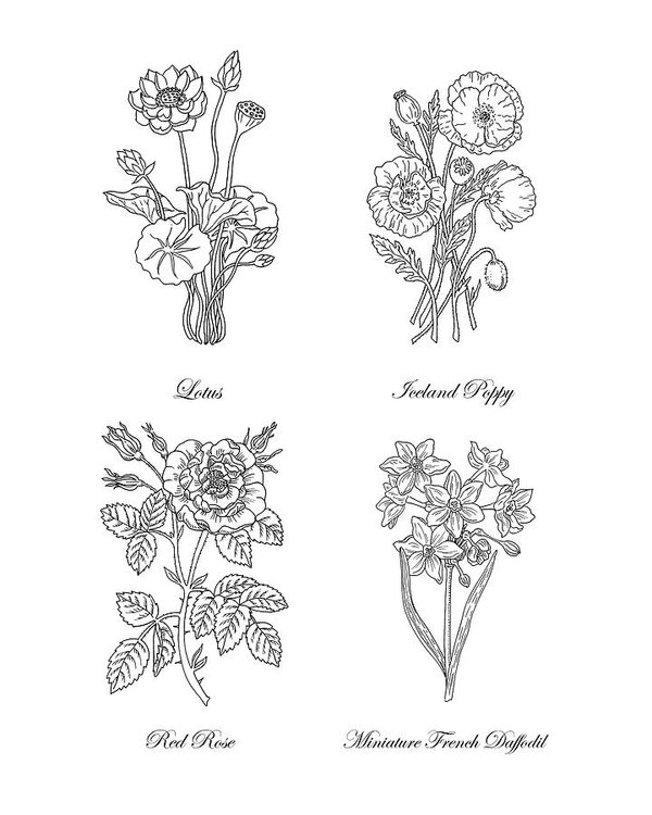 600x750 lotus iceland poppy red rose daffodils drawing poster - Iceland Drawing