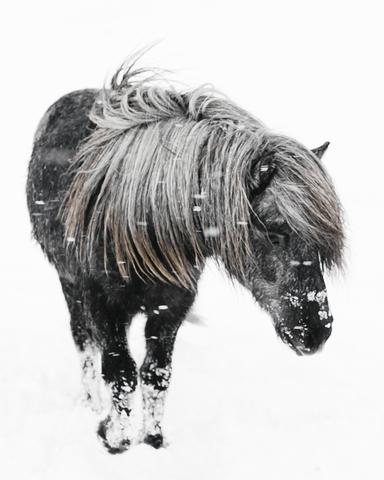384x480 icelandic horse in snow ii colby moore - Icelandic Horse Drawing