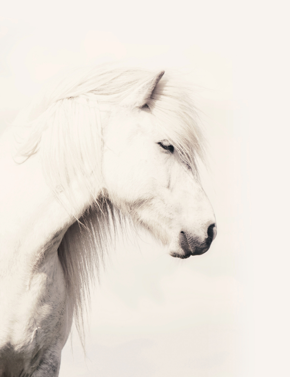 985x1280 icelandic horse art print - Icelandic Horse Drawing