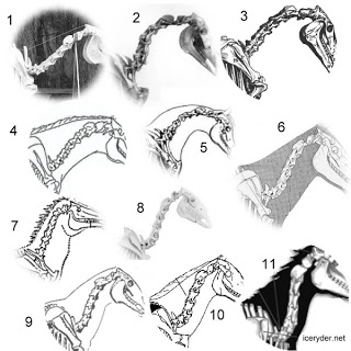 320x320 icelandic horse connection icelandic horse neck conformation - Icelandic Horse Drawing
