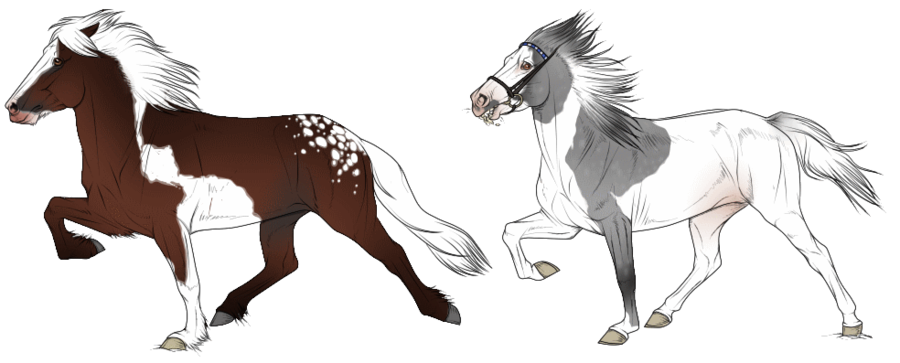 900x363 icelandic horse tolt - Icelandic Horse Drawing