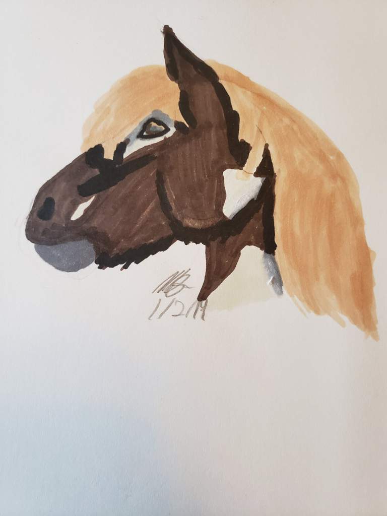 768x1024 icelandic horse drawing equestrian amino - Icelandic Horse Drawing